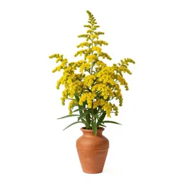 Narrow goldenrod