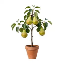 Native pear