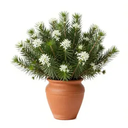 Needlebush