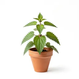 Nettle