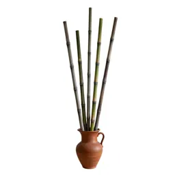 Noble cane