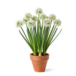 Nodding onion