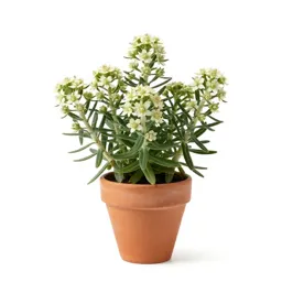 North island edelweiss