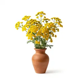 Northern dune tansy