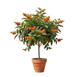 Nut-leaved screw tree