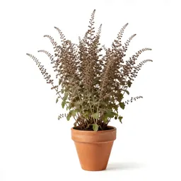 Nutgrass