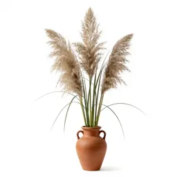 Pampas grass