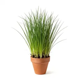 Panic grass