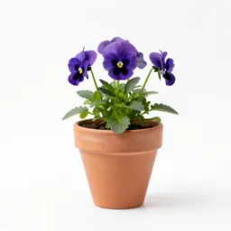 Pansy