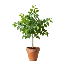 Pea tree