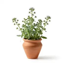 Pellitory