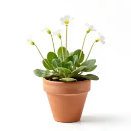 Pennycress