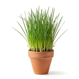 Perennial ryegrass