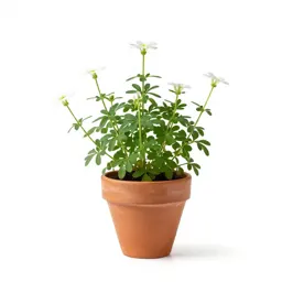 Pimpernel