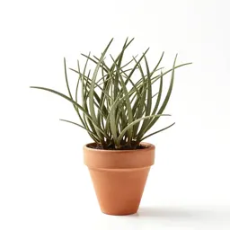 Pinesap