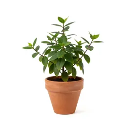 Pipsissewa