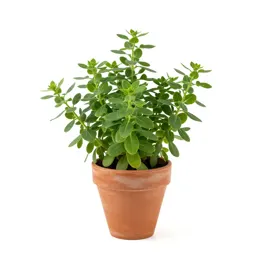 Plantain-leaved pussytoes