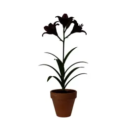 Plantain lily