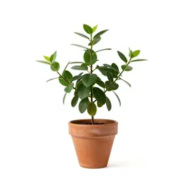 Plumbago