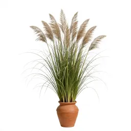 Plume grass