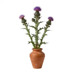Plume thistle