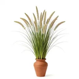 Plumed tussock