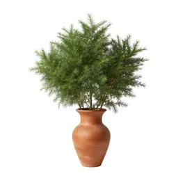 Poison bush