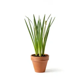 Poison camas