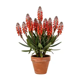 Poker plant