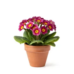 Polyanthus