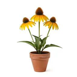 Prairie coneflower