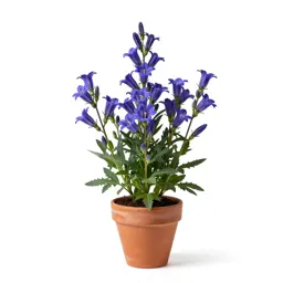 Prairie gentian