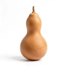 Prairie gourd