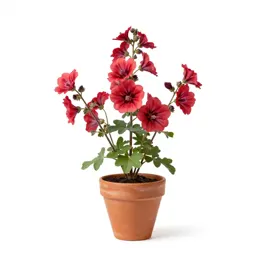 Prairie mallow