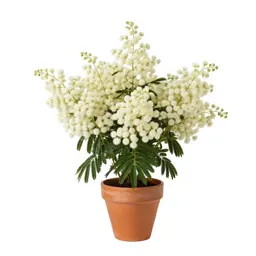 Prairie mimosa