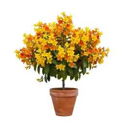 Pride of barbados