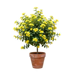 Primrose jasmine