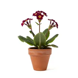 Primrose