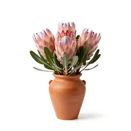 Protea