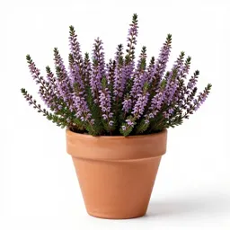 Purple heather