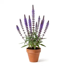 Purple loosestrife