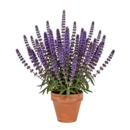 Purple milk vetch