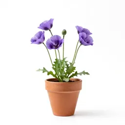 Purple poppy mallow