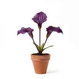 Purple trillium