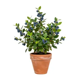 Rabbiteye blueberry
