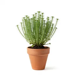 Rabbitweed