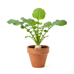 Radish plant