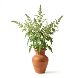 Ragweed