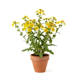 Ragwort
