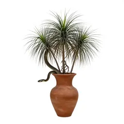 Rattlesnake root